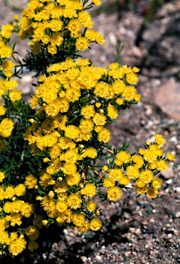 APII jpeg image of Verticordia chrysanthella  © contact APII