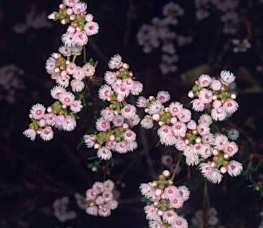 APII jpeg image of Verticordia fimbrilepis subsp. fimbrilepis  © contact APII