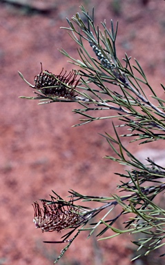 APII jpeg image of Grevillea hookeriana subsp. apiciloba  © contact APII