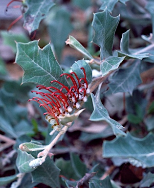 APII jpeg image of Grevillea aquifolium  © contact APII