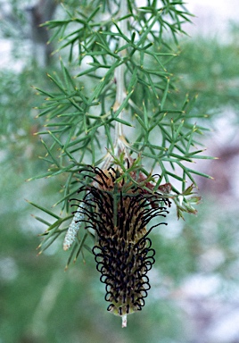 APII jpeg image of Grevillea armigera  © contact APII