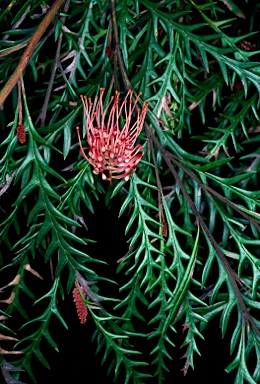 APII jpeg image of Grevillea 'Ivanhoe'  © contact APII