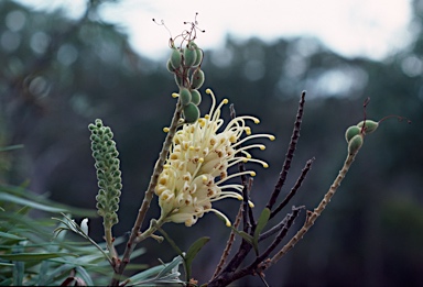 APII jpeg image of Grevillea banksii  © contact APII