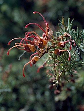 APII jpeg image of Grevillea batrachioides  © contact APII