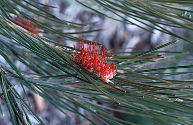 APII jpeg image of Grevillea cagiana  © contact APII