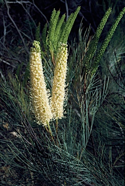 APII jpeg image of Grevillea candelabroides  © contact APII