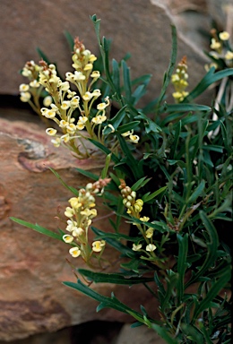 APII jpeg image of Grevillea cirsiifolia  © contact APII