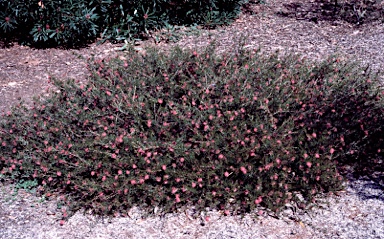 APII jpeg image of Grevillea confertifolia  © contact APII