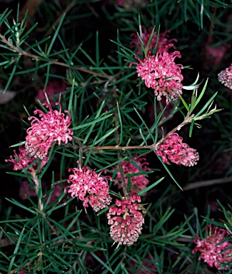 APII jpeg image of Grevillea confertifolia  © contact APII