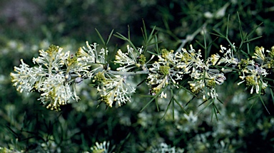 APII jpeg image of Grevillea corrugata  © contact APII