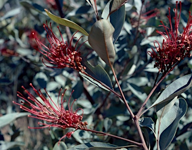 APII jpeg image of Grevillea decora subsp. decora  © contact APII