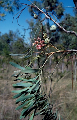 APII jpeg image of Grevillea decurrens  © contact APII