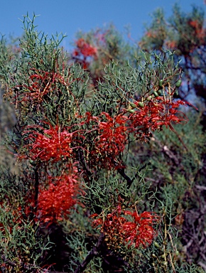 APII jpeg image of Grevillea dielsiana  © contact APII