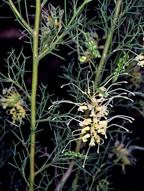 APII jpeg image of Grevillea dielsiana  © contact APII