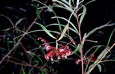 APII jpeg image of Grevillea diffusa subsp. diffusa  © contact APII