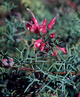 APII jpeg image of Grevillea neodissecta  © contact APII