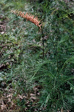 APII jpeg image of Grevillea dryandri subsp. dasycarpa  © contact APII