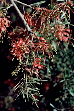 APII jpeg image of Grevillea exposita  © contact APII