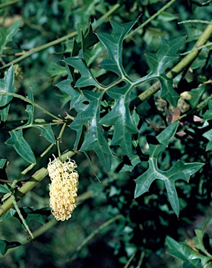 APII jpeg image of Grevillea flexuosa  © contact APII