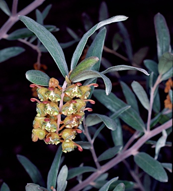 APII jpeg image of Grevillea floribunda  © contact APII