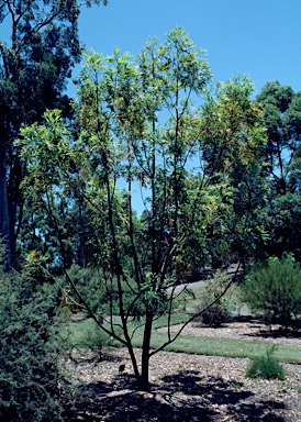 APII jpeg image of Grevillea heliosperma  © contact APII