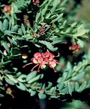 APII jpeg image of Grevillea iaspicula  © contact APII