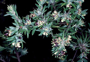 APII jpeg image of Grevillea jephcottii  © contact APII