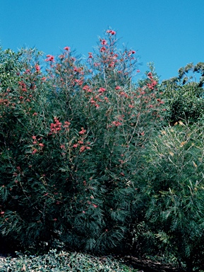 APII jpeg image of Grevillea johnsonii  © contact APII