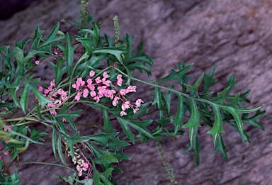 APII jpeg image of Grevillea leptobotrys  © contact APII