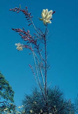 APII jpeg image of Grevillea leucopteris  © contact APII