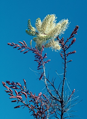 APII jpeg image of Grevillea leucopteris  © contact APII