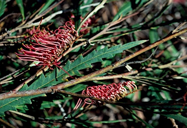 APII jpeg image of Grevillea longifolia  © contact APII