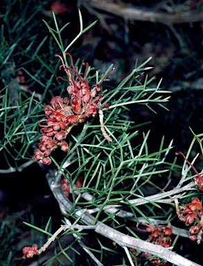 APII jpeg image of Grevillea maxwellii  © contact APII