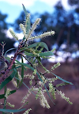 APII jpeg image of Grevillea mimosoides  © contact APII