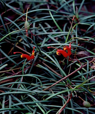 APII jpeg image of Grevillea nudiflora  © contact APII