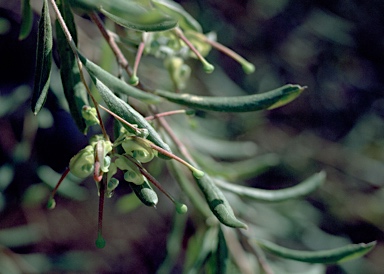 APII jpeg image of Grevillea granulifera  © contact APII