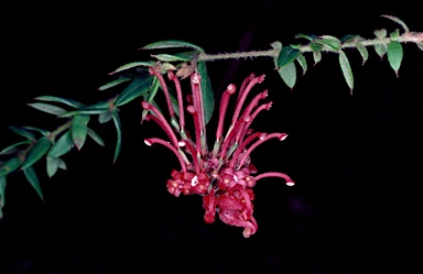 APII jpeg image of Grevillea oldei  © contact APII