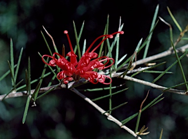 APII jpeg image of Grevillea phillipsiana  © contact APII