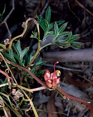 APII jpeg image of Grevillea patentiloba subsp. platypoda  © contact APII