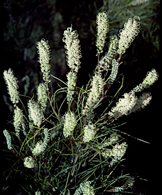 APII jpeg image of Grevillea pterosperma  © contact APII