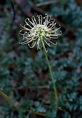 APII jpeg image of Grevillea scapigera  © contact APII