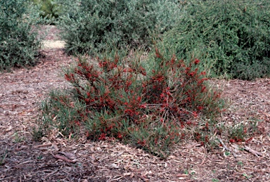 APII jpeg image of Grevillea dimorpha  © contact APII