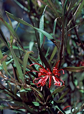 APII jpeg image of Grevillea oleoides  © contact APII