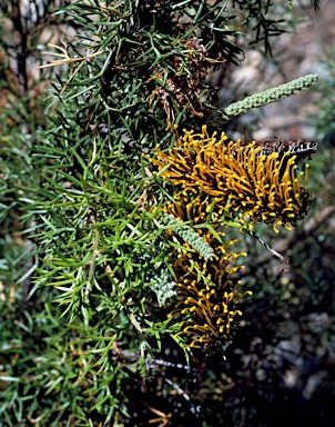 APII jpeg image of Grevillea spinosa  © contact APII