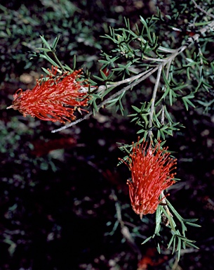 APII jpeg image of Grevillea neorigida subsp. neorigida  © contact APII