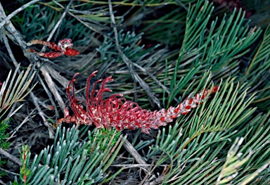 APII jpeg image of Grevillea thyrsoides subsp. thyrsoides  © contact APII