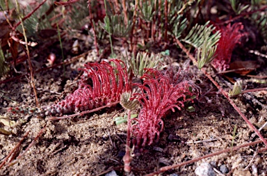 APII jpeg image of Grevillea thyrsoides  © contact APII