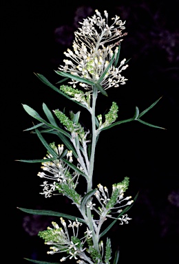 APII jpeg image of Grevillea triloba  © contact APII