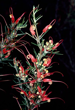 APII jpeg image of Grevillea tripartita  © contact APII