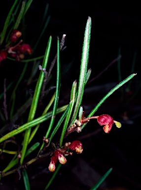 APII jpeg image of Grevillea fasciculata  © contact APII